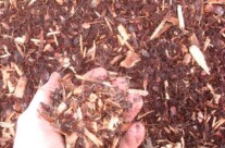 Hemlock Mulch – it has a red color, and is the second most common mulch used in landscape but the most expensive. It holds its color very well.
