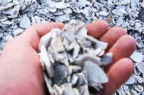 Native Sea Shells – Commonly used in driveways. Has a distinct odor which quickly dissipates after installation.