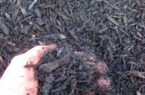 Black Mulch – usually dyed black and can bleed when touched. Less common but still available upon request.
