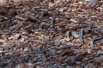 Wood Chips – comes from cutting down trees and chipping them up. A large mulch, and may need to be raked out for a nicer look.