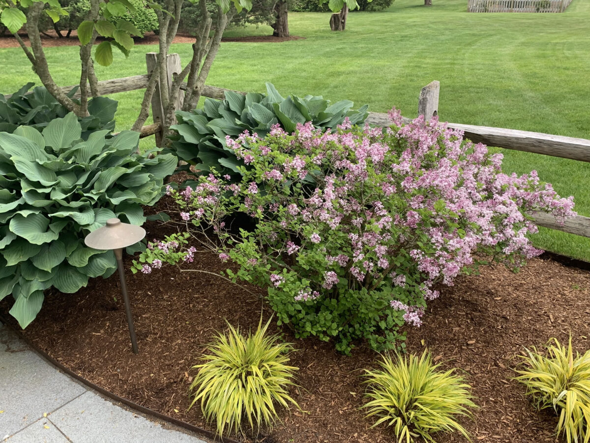 Todd Lilac Cape Cod Landscape Designer