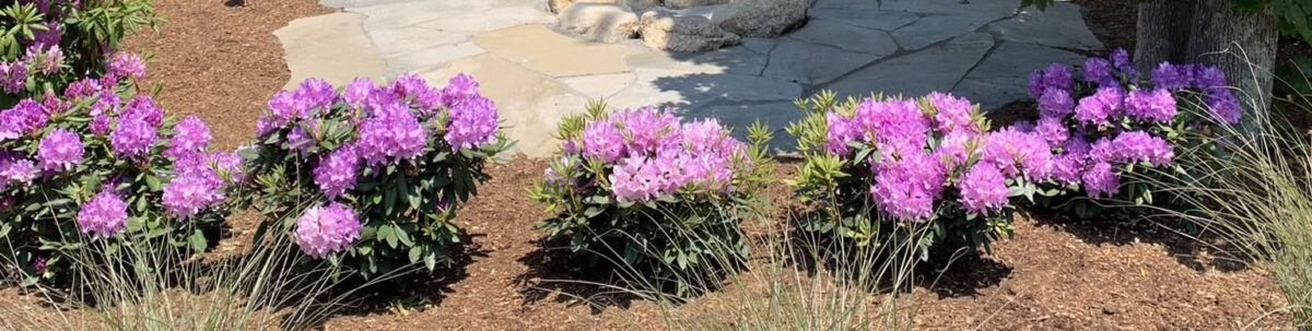 cape-cod-landscaper-dennis-harwich